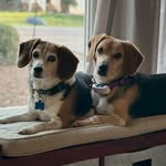Fred&Willa_the_Beagles - @fredandwilla - Instagram