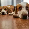 HamishFredBeagle - @hamishfredbeagle - TikTok