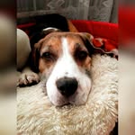 Sonia&Fred beagle - @_soniafredbeagle_ - Instagram