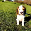 user9582412711021 - @frederick.d.beagle - TikTok