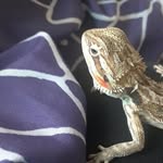 Fred 💚💚 - @fred._.the._.beardie - Instagram