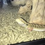 Fred - @fred_beardeddragon1 - Instagram