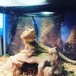 Fred Gomez - @fred_beardy - Instagram