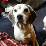 Fredalicious - @fred_beagle - Instagram
