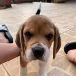 Frederico Roque - @fred.beagle_ - Instagram
