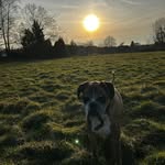 Frédéric Leterme - @fred_bees - Instagram