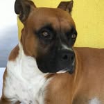 Fred Bernardo - @fredaoboxerdog - Instagram