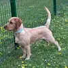 Vito le Basset - @fredericbianco - TikTok