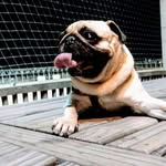 FRED - @fred_blumenau - Instagram