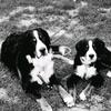 Freddy & Boggs - @freddyandboggs - TikTok