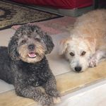 Bolinha & Fred 🐶 - @bolinhaefred - Instagram
