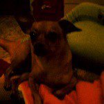 fred bolinho - @fred_bolinha - Instagram