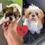 Fred e Bolinha 🐶 - @fred.bolinha - Instagram