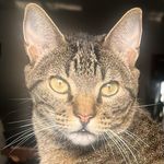 Fredogato - @fred_bolinhadepelo - Instagram