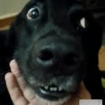 Fred Cachorro Bonito - @fred_da_cachorrada - Instagram
