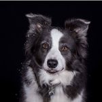 Frédérique Druart - @fred_et_les_borders - Instagram