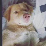 Fred Bowie - @bowiesianjing - Instagram