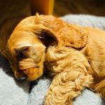 Fred (Freddie) Bowie - @fred_bowie_cockerspaniel - Instagram