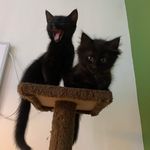 Freddie & Bowie & Stevie - @freddie.and.bowie.the.cats - Instagram