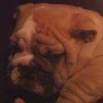 Freddy Prince Bowie - @freddyprincebowie - Instagram