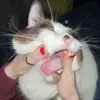 freddy&bowie - @freddsdugya - TikTok