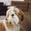 Fred_brenner_ - @fred_brenner_ - TikTok
