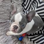 Freddie Headdie - @freddie.brewster - Instagram