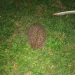 Fred Brice - @fredbrice4667 - Instagram