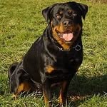 Frederick Brice - @rottweilerdog.4ever - Instagram