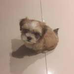 Fred - @fredbrito_lhasa - Instagram