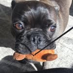 🐕fred+bruno🐕 - @swagdoggos - Instagram