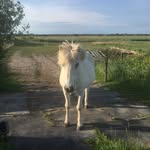 Fred Van Brussel - @vanbrusselfred - Instagram