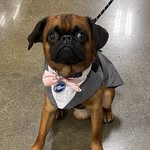 Frederico - @frederico_thebrusselsgriffon - Instagram