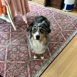Sir Fred Weasley Akin of Buckingham - @sirfredweasleyakinofbuckingham - Instagram