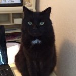 Tuna Fred Buckingham - @tunie_bear - Instagram