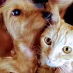 Fred & Butters - @frednbutters - Instagram