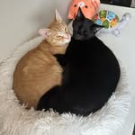 Charles and Fred - @fred_charlesxoxo - Instagram
