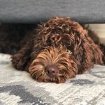 Fred-Cobberdog - @fredcobberdog - Instagram