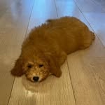 Fred - @fred_cobberdog - Instagram