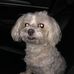 Miss Kitty, Puddin, Angel Fred, Angel Coco and family - Facebook