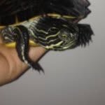 Fred Colin leClair - @fred.the.turtle - Instagram