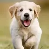 fred comeau - @fred.comeau - TikTok