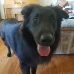 Freddie the Rescue - @freddiethecowardlydog - Instagram