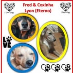 Fred, Coxinha e Lyon (in memórian) - @fred_coxinha_e_lyon_inmemorian - Instagram