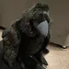 Fred the crow - @fredthecrow1 - TikTok