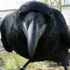 fredrick the crow - @fredrick.crow - TikTok