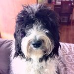 freddie 🐾 - @freddiecurryculver - Instagram