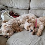 Freddie&Darby - @freddie.and.darby - Instagram