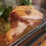 Fred Davison - @fred_the_geck0 - Instagram