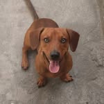 Fred Dias 🐾 - @fred.nino1 - Instagram
